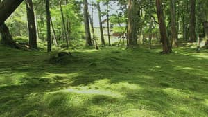 The World of Moss: Soothing Beauty, Subtle yet Refined