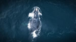 Whales