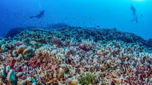 An Underwater World