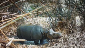 Rhinos