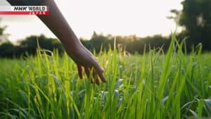 Grass