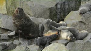 Lions of the Deep
