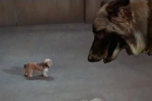 Every Dog Needs a Boy