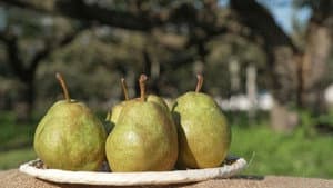 Pear