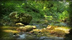 The Caterpillar and the Brook