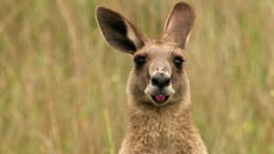 Poop Your Cool & Kangaroo Pouch