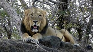 In the Realm of the Asian Lions