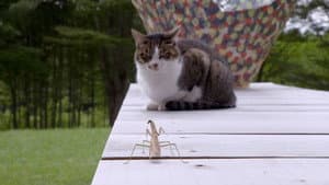 Miyagi: Guardian Kitties