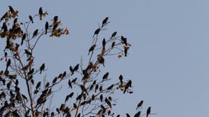 Bird Apocalypse