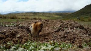 Watch Out, Mole Rat!