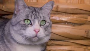 Saitama: Kitty Hospitality in Kawagoe