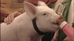 This Little Piggy