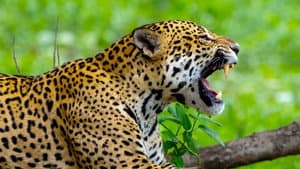 Jaguar Special