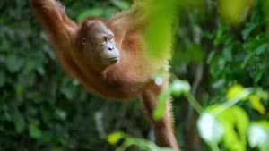 The Ancient Jungle: South East Asia & Borneo