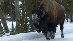 Yellowstone
