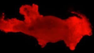 Why Do Microbes Explode Under UV Light?