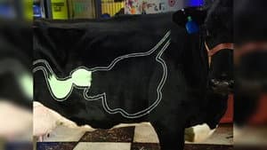 Momentum, Beakmania & Cows