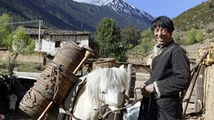 The Gold of the Himalayas
