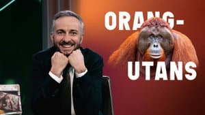 Orangutans – Endangered Champions