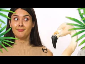 Patti Reviews Exotic Animals: Chilean Flamingo