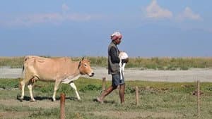 India's Realm of Big Animals