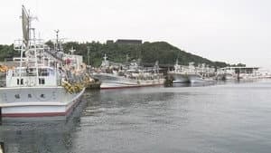 Life on the Squid Hunt