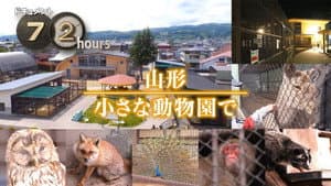 Yamagata At a small zoo