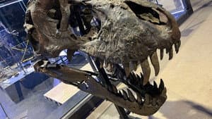 The Dinosaur Fossil Business