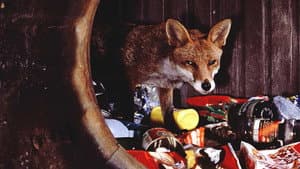 Meet the Foxes