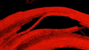 Revealing the Hidden Colors of the Microcosmos