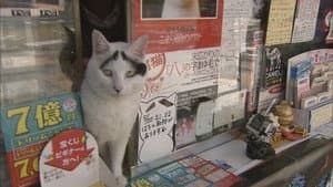 The Lucky Cat at the Shopping Street