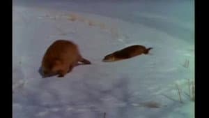 Winter Comes to Yellowstone