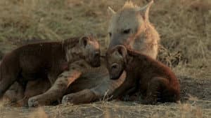 Hyena