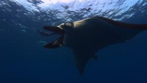 Giants of San Benedicto: Giant Manta Rays