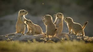 Outnumbered