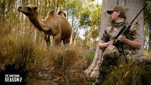 Camel hunt & meat harvest