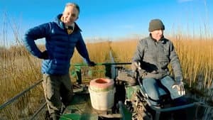 Somerset Willow Harvest