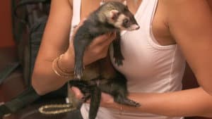 My Ferret Ate What?