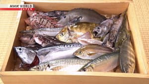 Unused Fish