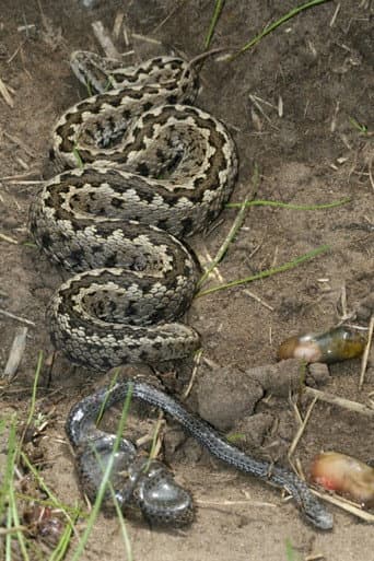 Vipera Life – A serpent’s life