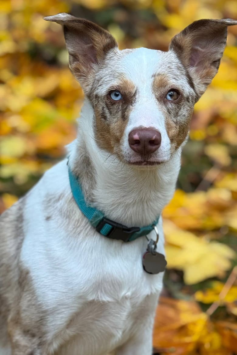 Copper