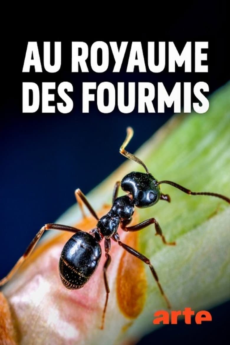 Au royaume des fourmis