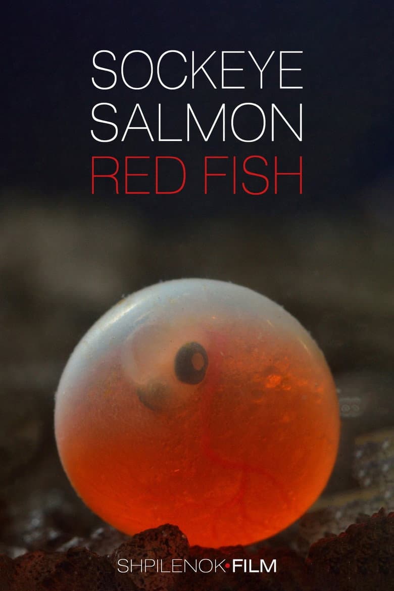 Sockeye Salmon. Red Fish