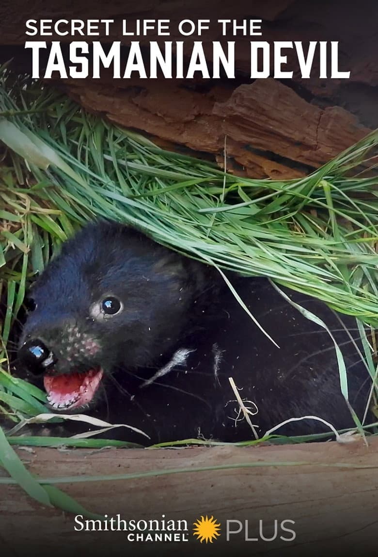 Secret Life Of The Tasmanian Devil
