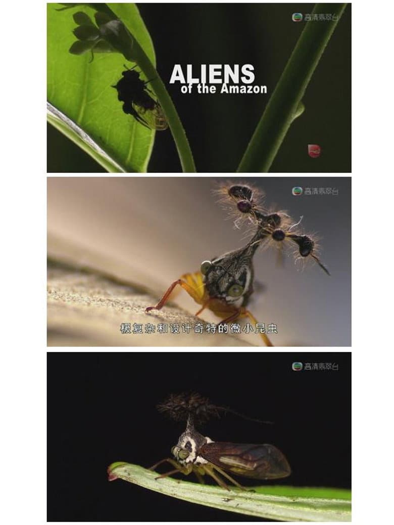 Aliens of the Amazon