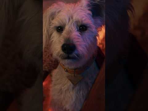 You had me at woof.