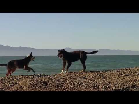 OLD DOG TRAILER