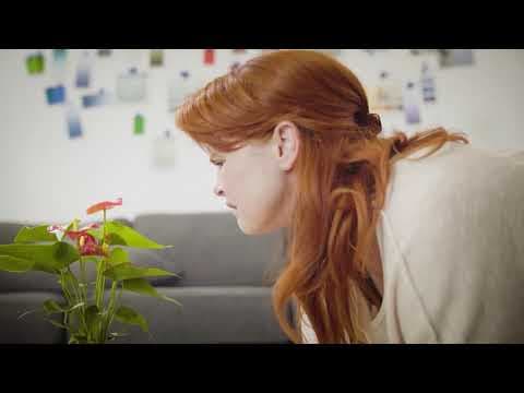 Harmonia Solid short film trailer