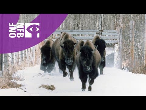 Elk Island