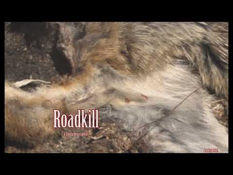 Roadkill: Out Friday